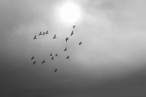 Doves daily flight routine
